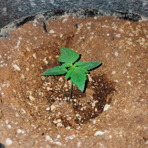 Gorilla Auto growlog timeline photo