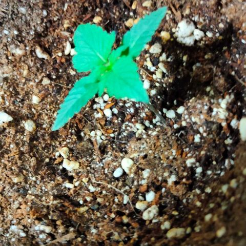 Gorilla Auto growlog timeline photo