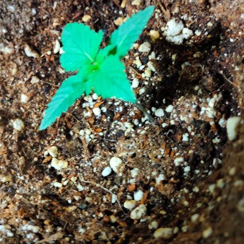 Gorilla Auto growlog timeline photo
