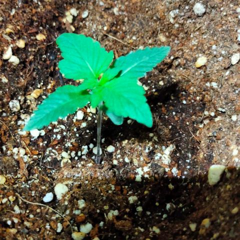 Gorilla Auto growlog timeline photo