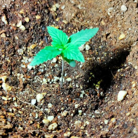 Gorilla Auto growlog timeline photo