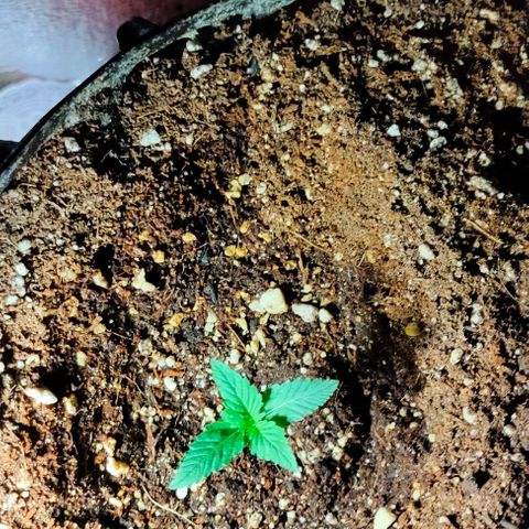 Gorilla Auto growlog timeline photo