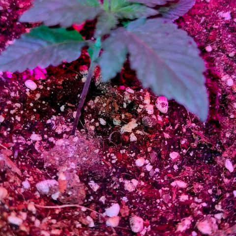 Gorilla Auto growlog timeline photo
