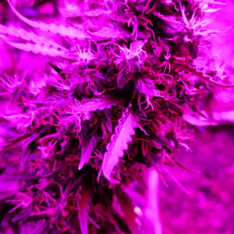 Gorilla Auto growlog timeline photo