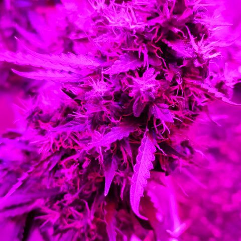 Gorilla Auto growlog timeline photo