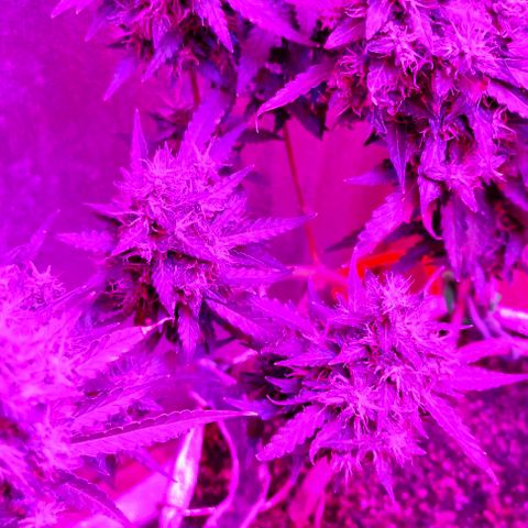 Gorilla Auto growlog timeline photo