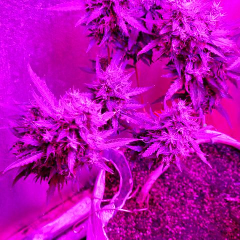 Gorilla Auto growlog timeline photo