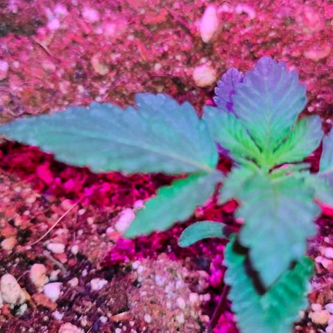 Gorilla Auto growlog timeline photo