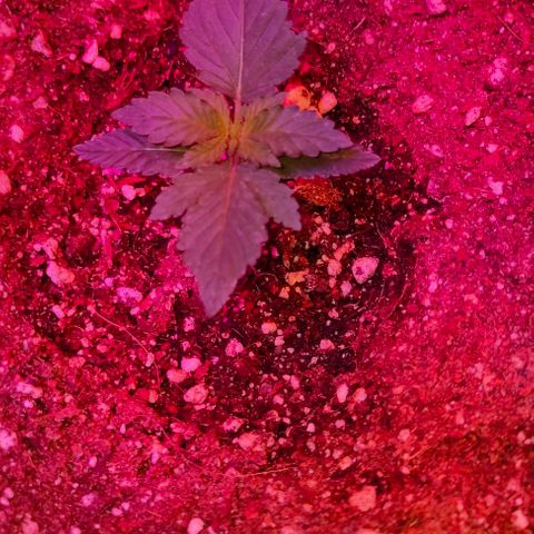Gorilla Auto growlog timeline photo