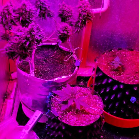 Gorilla Auto growlog timeline photo