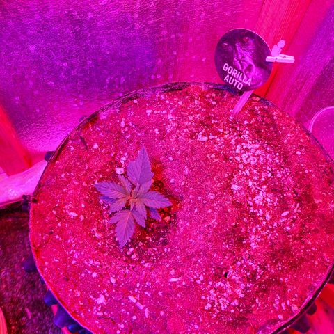 Gorilla Auto growlog timeline photo