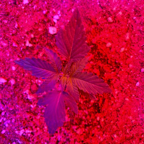 Gorilla Auto growlog timeline photo