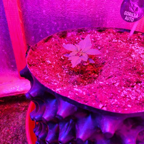 Gorilla Auto growlog timeline photo