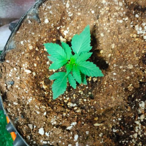 Gorilla Auto growlog timeline photo