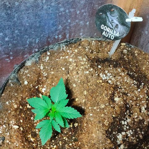 Gorilla Auto growlog timeline photo