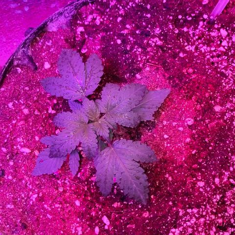 Gorilla Auto growlog timeline photo