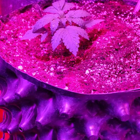 Gorilla Auto growlog timeline photo