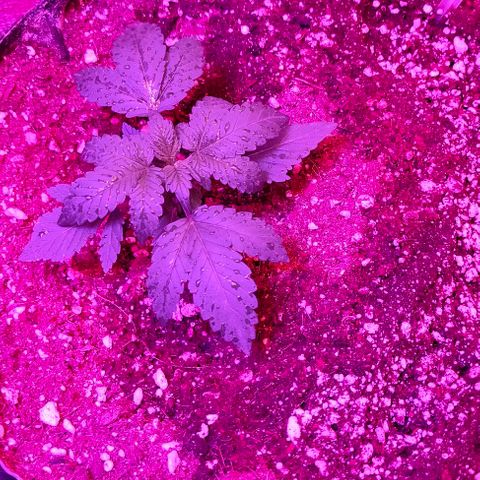Gorilla Auto growlog timeline photo