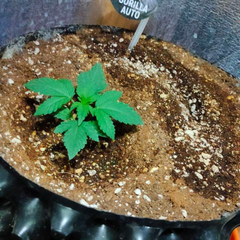 Gorilla Auto growlog timeline photo