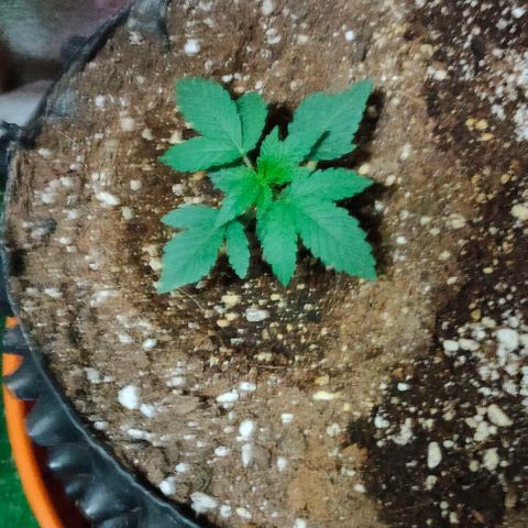 Gorilla Auto growlog timeline photo