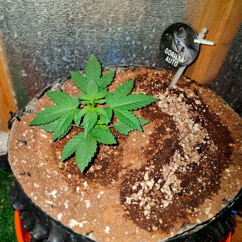 Gorilla Auto growlog timeline photo