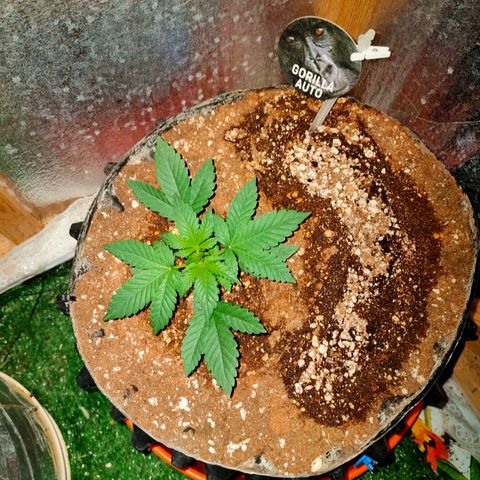 Gorilla Auto growlog timeline photo