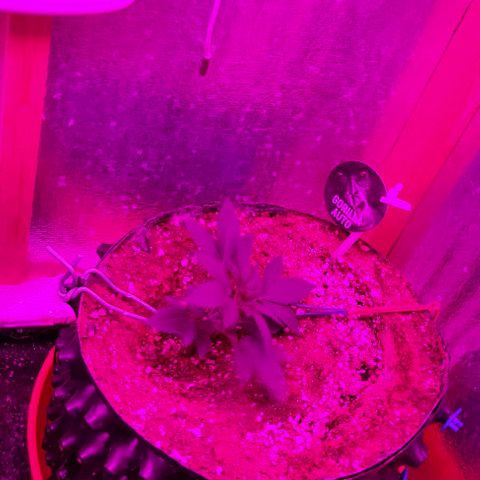 Gorilla Auto growlog photo: Первый день тренировки. 