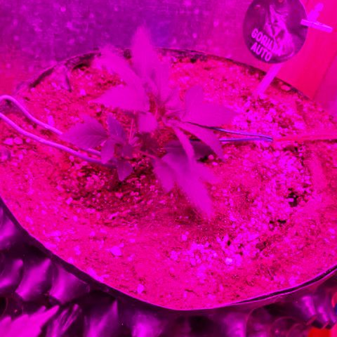 Gorilla Auto growlog photo: Первый день тренировки. 