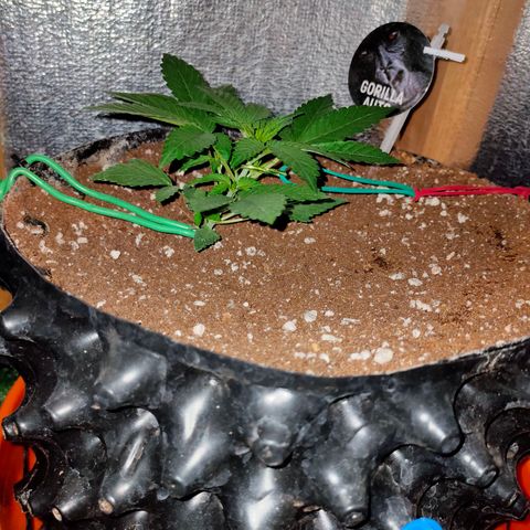 Gorilla Auto growlog photo: Началась активная тренировка... 