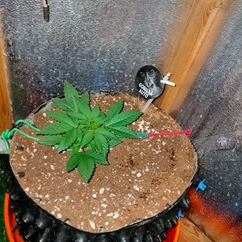 Gorilla Auto growlog photo: Началась активная тренировка... 