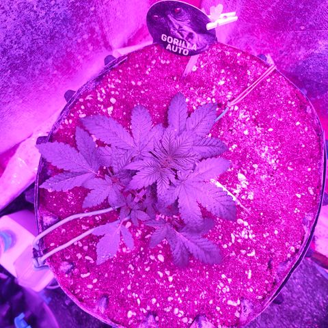 Gorilla Auto growlog photo: Произвёл мини подрезку, один большой лопух по середине, он закрывал свет всем проросткам... И низ почистил от лишних листик.. Тоже кажется ростет медленнее чем нужно-.. 