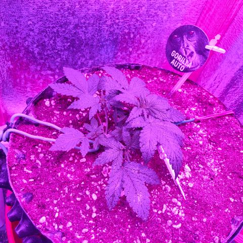 Gorilla Auto growlog photo: Произвёл мини подрезку, один большой лопух по середине, он закрывал свет всем проросткам... И низ почистил от лишних листик.. Тоже кажется ростет медленнее чем нужно-.. 