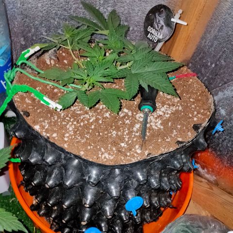 Gorilla Auto growlog timeline photo