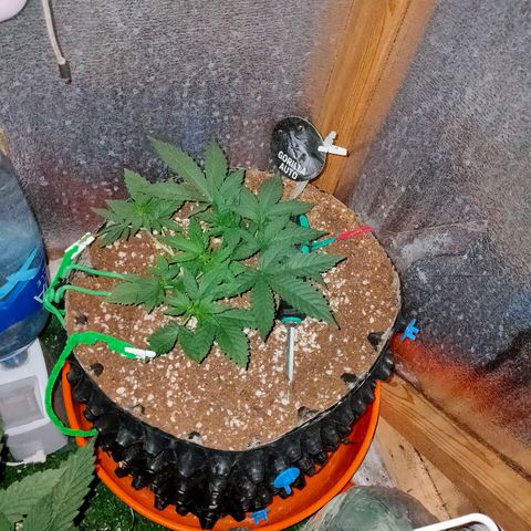Gorilla Auto growlog timeline photo