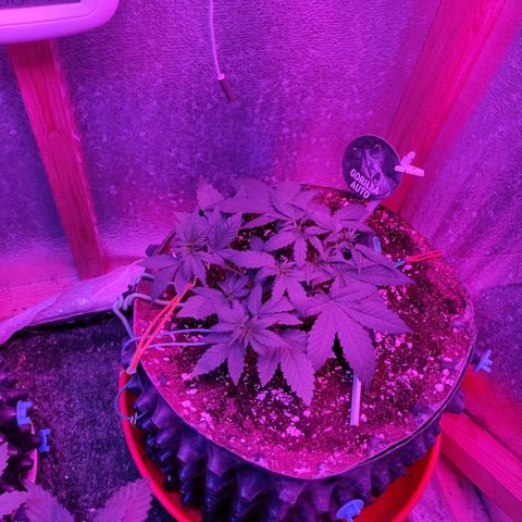 Gorilla Auto growlog timeline photo