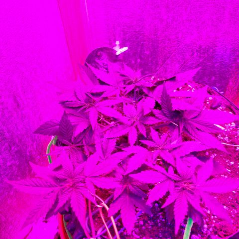 Gorilla Auto growlog photo: Тренировка полным ходом) 