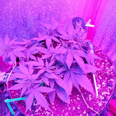 Gorilla Auto growlog photo: Тренировка полным ходом) 