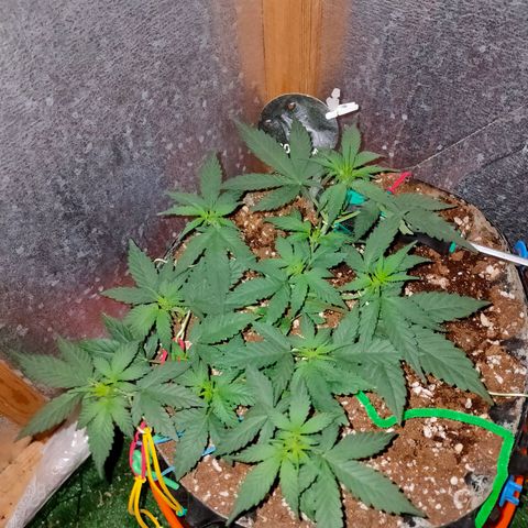 Gorilla Auto growlog timeline photo