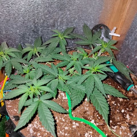 Gorilla Auto growlog timeline photo