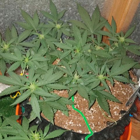 Gorilla Auto growlog timeline photo