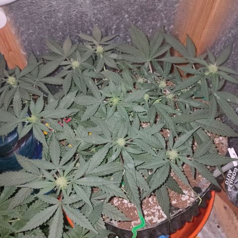 Gorilla Auto growlog timeline photo