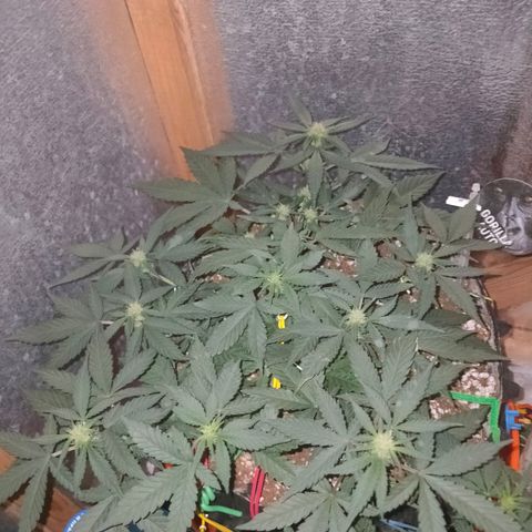 Gorilla Auto growlog timeline photo