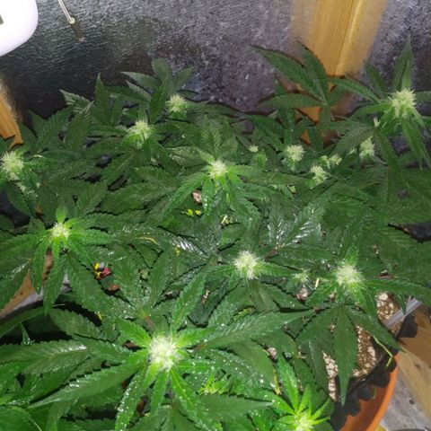 Gorilla Auto growlog timeline photo