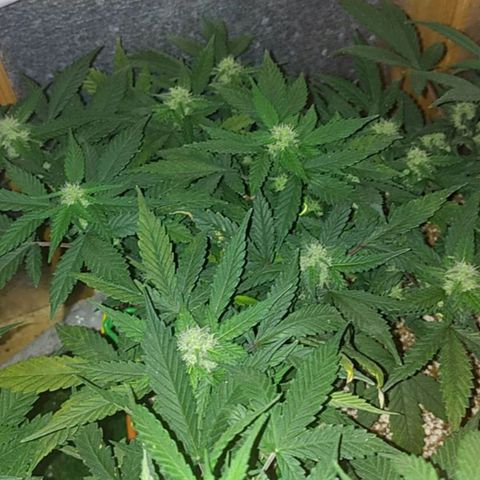 Gorilla Auto growlog photo: Гарилка то поперла..) 