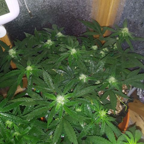 Gorilla Auto growlog photo: Гарилка то поперла..) 