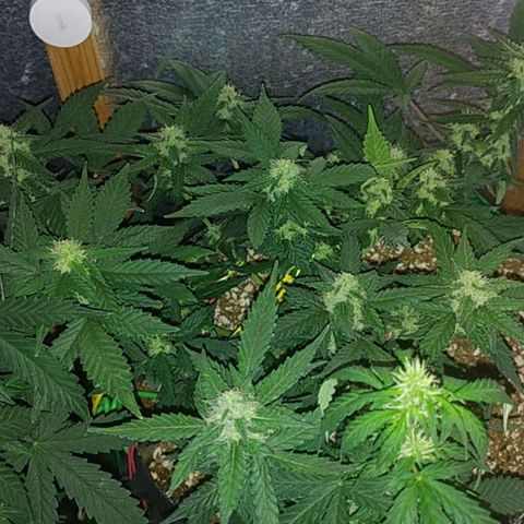 Gorilla Auto growlog timeline photo