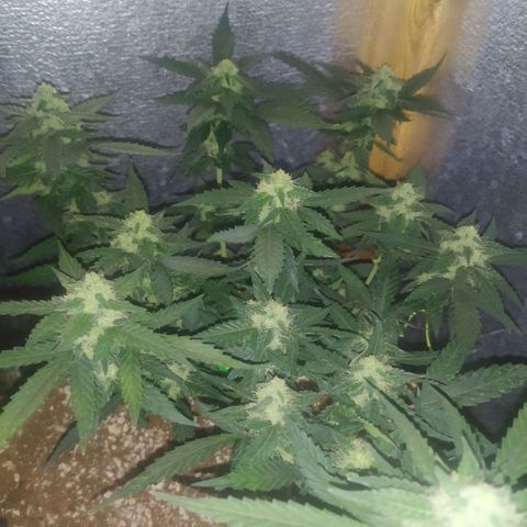 Gorilla Auto growlog timeline photo