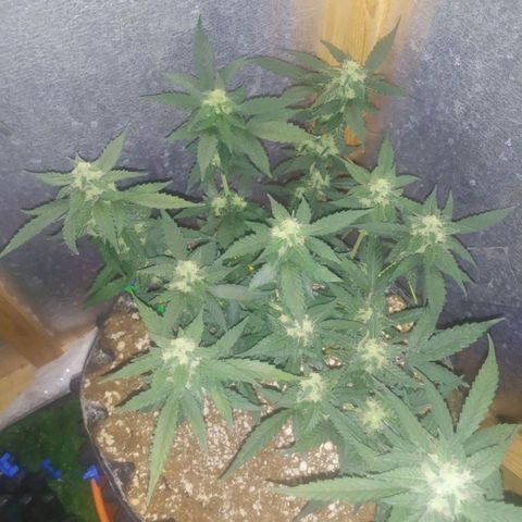 Gorilla Auto growlog timeline photo