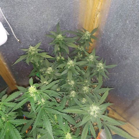 Gorilla Auto growlog timeline photo
