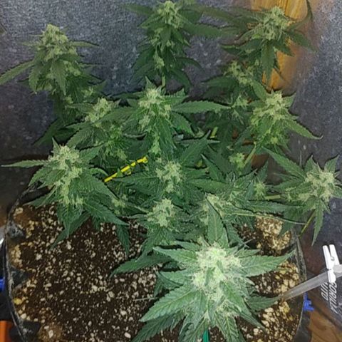 Gorilla Auto growlog timeline photo